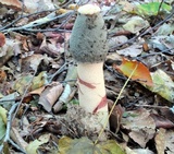 Phallus ravenelii image