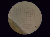 Rhodocybe nitellina image