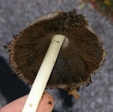 Coprinopsis romagnesiana image