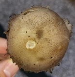 Coprinopsis romagnesiana image