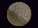 Rhodocybe nitellina image