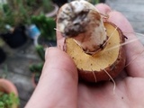 Suillus luteus image