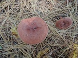 Lactarius rufus image