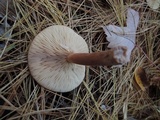 Lactarius rufus image