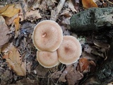 Armillaria gallica image