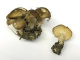 Lyophyllum decastes image