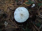 Tricholoma subresplendens image