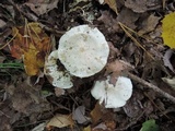 Tricholoma subresplendens image