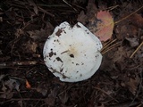 Tricholoma subresplendens image