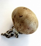 Scleroderma areolatum image