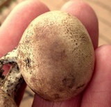 Scleroderma areolatum image