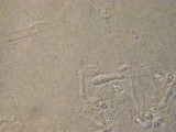 Rhodocybe nitellina image