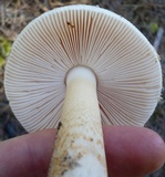 Amanita sect. Vaginatae image