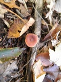 Lactarius camphoratus image
