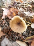 Ampulloclitocybe clavipes image