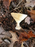 Ampulloclitocybe clavipes image