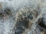 Phycomyces blakesleeanus image