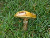 Suillus grevillei image