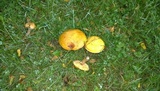 Suillus grevillei image