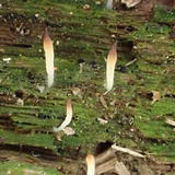 Multiclavula mucida image