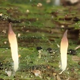 Multiclavula mucida image