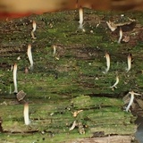 Multiclavula mucida image