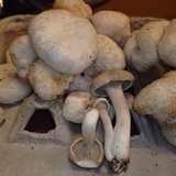 Entoloma abortivum image