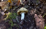 Stropharia hardii image