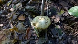 Stropharia hardii image