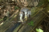 Gomphidius glutinosus image