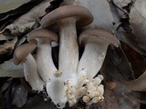 Lyophyllum decastes image