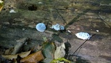 Postia caesia image