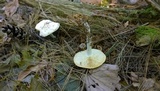 Rhodocollybia maculata image