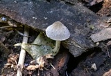 Pluteus thomsonii image