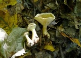 Ampulloclitocybe clavipes image