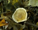 Ampulloclitocybe clavipes image