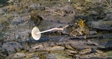 Collybia cookei image