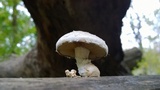 Hemipholiota populnea image