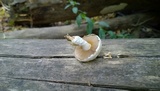 Hemipholiota populnea image