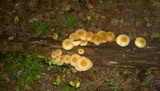 Pholiota squarrosoides image