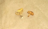 Heliocybe sulcata image