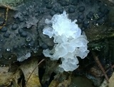 Tremella fuciformis image