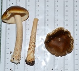 Amanita dulciarii image
