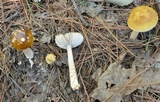 Amanita dulciarii image