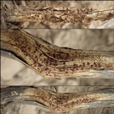 Caloplaca ferruginea image