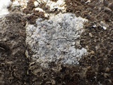Caloplaca teicholyta image