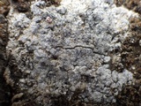 Caloplaca teicholyta image