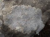 Caloplaca teicholyta image