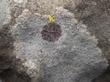 Caloplaca teicholyta image