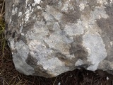 Caloplaca teicholyta image